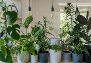 Plantele de interior - o alegere care iti purifica aerul si iti transforma spatiul intr-un loc plin de energie si echilibru natural