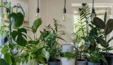 Plantele de interior - o alegere care iti purifica aerul si iti transforma spatiul intr-un loc plin de energie si echilibru natural