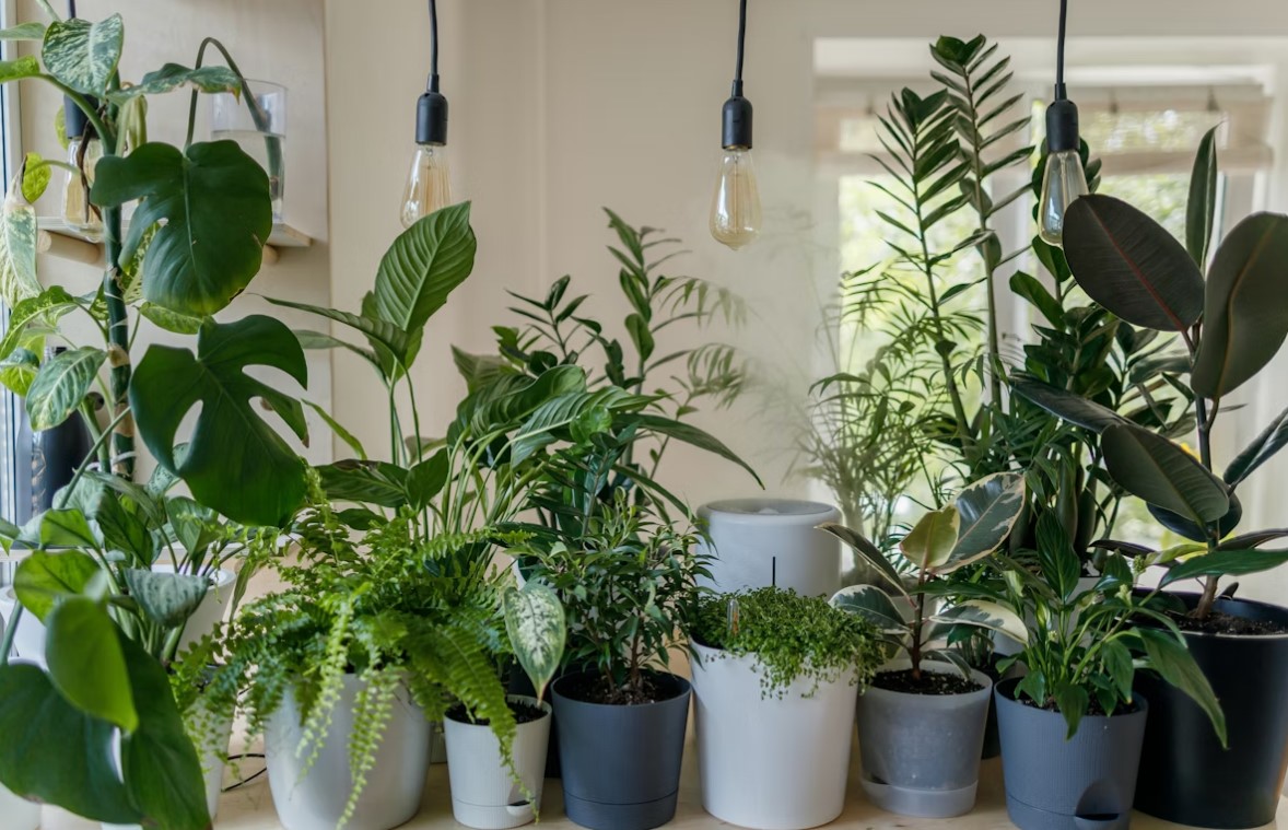 Plantele de interior - o alegere care iti purifica aerul si iti transforma spatiul intr-un loc plin de energie si echilibru natural